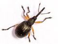 Protapion trifolii